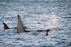 Orca killer whale inside Genoa Habor in mediterranean sea coming from iceland
