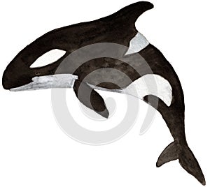 Orca killer whale isolated.