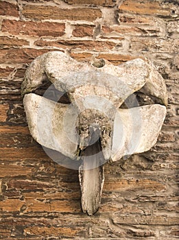 Orca or Killer Whale Jaw Bone, Stromness,Orkney Scotland,Uk