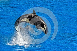 Orca killer whale while jumping