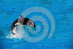 orca killer whale while jumping