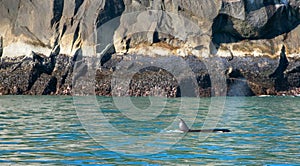 Orca Killer Whale in Kenai Fjords National Park in Seward Alaska USA