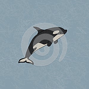 Orca or killer whale, the largest member of the oceanic dolphin family. Vector cartoon hand drawn illustration of the