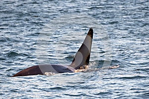 Orca killer whale male fin in mediterranean sea