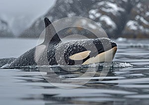 Orca killer whale marine predator swimming in sea on winter time with snow.Macro.AI Generative