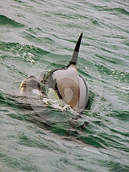 Orca Killer Whale Mother and Calf