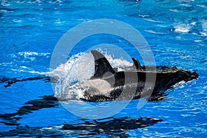 Orca killer whale mother and calf while swimming