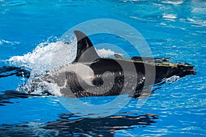 Orca killer whale mother and calf while swimming