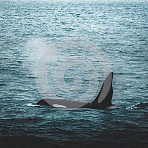 Orca Killer whale near the Iceland mountain coast during winter. Orcinus orca in the water habitat, wildlife scene from