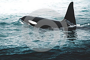 Orca Killer whale near the Iceland mountain coast during winter. Orcinus orca in the water habitat, wildlife scene from