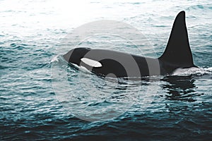 Orca Killer whale near the Iceland mountain coast during winter. Orcinus orca in the water habitat, wildlife scene from