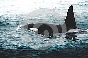 Orca Killer whale near the Iceland mountain coast during winter. Orcinus orca in the water habitat, wildlife scene from