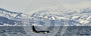 Orca or killer whale, Orcinus Orca.