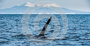 Orca or killer whale, Orcinus Orca