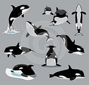 Orca Killer Whale Poses Cartoon Vector Illustration