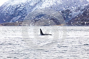 Orca killer whale and seagulls hunting fish in the arctic