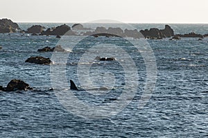 Orca Killer Whale in shallow waters