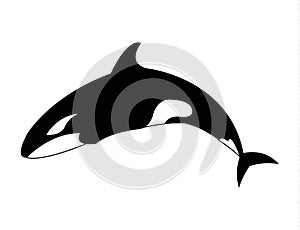 Orca killer whale simple cartoon illustration