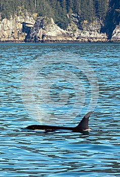 Orca Killer Whale spouting while surfacing to breathe  in Kenai Fjords National Park in Seward Alaska USA