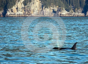 Orca Killer Whale spouting while surfacing to breathe in Kenai Fjords National Park in Seward Alaska USA
