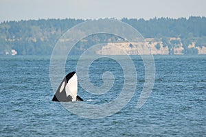 Orca Killer Whale Spyhopping off Point Roberts