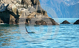 Orca Killer Whale surfacing to breathe in Kenai Fjords National Park in Seward Alaska USA