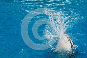 Orca killer whale while swimming