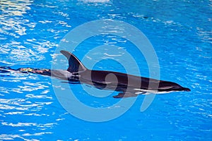 Orca killer whale while swimming