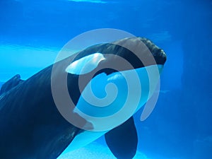 Orca (killer whale) swimming underwater