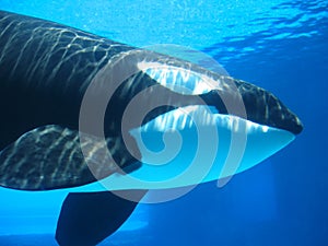 Orca (killer whale) swimming underwater