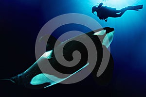 Orca killer whale underwater with scuba diver in the deep blue see