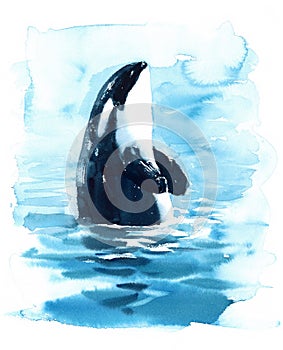 Orca Killer Whale in the water Watercolor Illustration hand painted