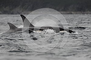 Orca killer whales