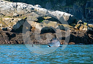 Orca Killer Whales spouting while surfacing to breathe  in Kenai Fjords National Park in Seward Alaska USA