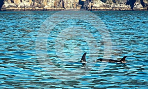 Orca Killer Whales surfacing to breathe in Kenai Fjords National Park in Seward Alaska USA