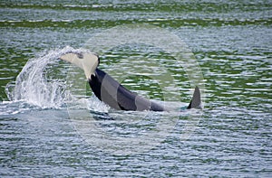 Orca lob-tailing in a channel on July morning, near Nootka Island photo