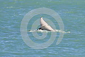 Orca lob tailing on the surface, photo