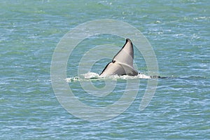 Orca lob tailing on the surface, Peninsula Valdes, photo