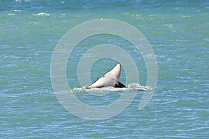 Orca lob tailing on the surface, Peninsula Valdes, photo