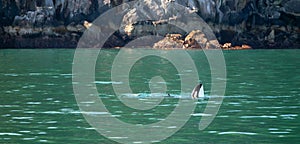 Orca Mother Killer Whale spy bobbing to breathe with calf in Kenai Fjords National Park in Seward Alaska USA