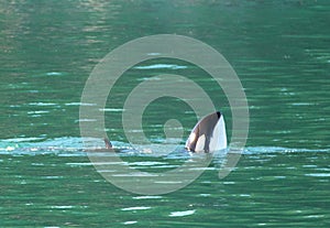 Orca Mother Killer Whale spy bobbing to breathe with calf in Kenai Fjords National Park in Seward Alaska USA