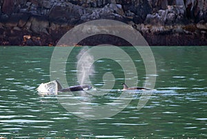 Orca Mother Killer Whale surfacing to breathe with calf in Kenai Fjords National Park in Seward Alaska USA