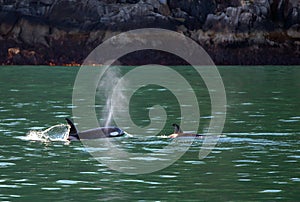 Orca Mother Killer Whale surfacing to breathe with calf in Kenai Fjords National Park in Seward Alaska USA