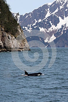 Orca and Mountains, II