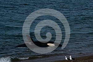 Orca - Orca beaching on punta norte, patagonia argentina