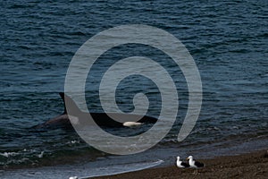 Orca - Orca beaching on punta norte, patagonia argentina