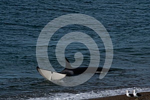 Orca - Orca beaching on punta norte, patagonia argentina