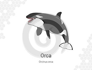 Orca - Orcinus orca illustration wall decor