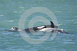 Orca Patagonia Argentina photo