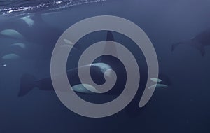 Orca Pod Close Up